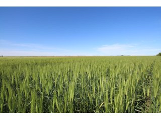 Tract 3 - Edwards County, KS farmland - LAND AUCTION - 647+/- ACRES OFFERED IN 4 TRACTS IN RENO & EDWARDS COUNTY, KANSAS